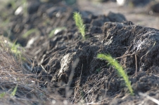 Kapuskasing reforestation project (4)